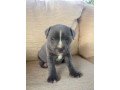 healthy-and-playful-staffordshire-bull-terrier-puppieswhatsapp-447565118464-small-0