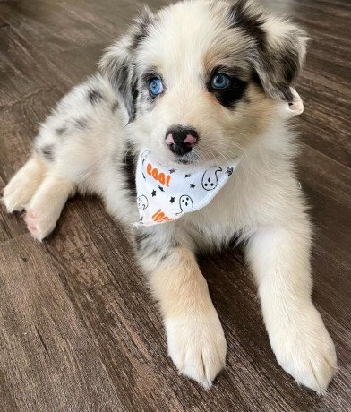 healthy-and-playful-border-collie-puppies-whatsapp-447565118464-big-0