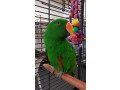 wide-species-of-birds-and-parrots-available-for-sale-small-1