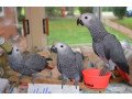 wide-species-of-birds-and-parrots-available-for-sale-small-0