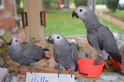wide-species-of-birds-and-parrots-available-for-sale-big-0