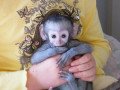 squirrel-monkeyscapuchin-monkeysspider-monkeyschimpanzees-and-marmosets-for-sale-small-0