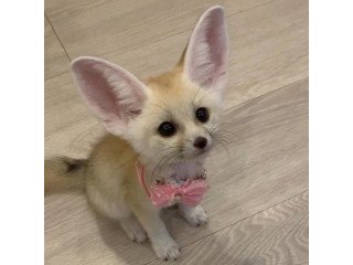 Home trained fennec foxes available