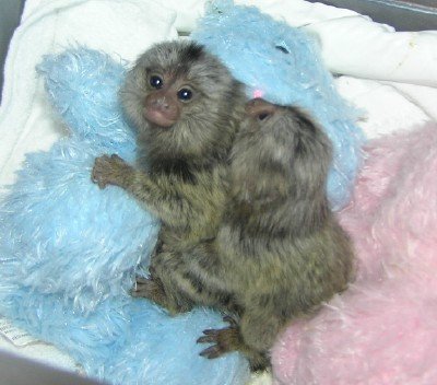 marmoset-monkeys-for-sale-whatsapp-me-at-447418348600-big-0