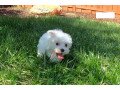 maltese-puppies-for-salewhatsapp-me-at-447418348600-small-0