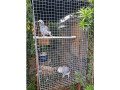 male-and-female-congo-african-grey-parrots-small-0
