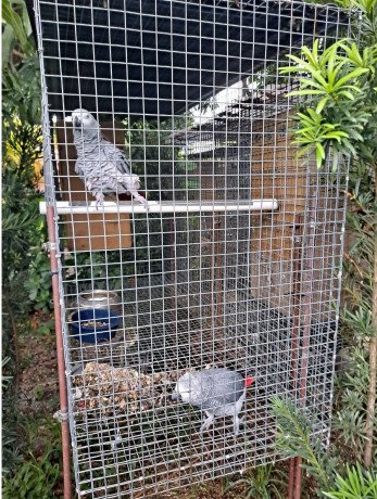 male-and-female-congo-african-grey-parrots-big-0