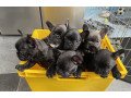 stunning-kc-french-bulldog-puppies-whatsapp447448585283-small-1