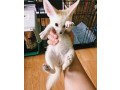 fennec-fox-for-for-sale-now-ready-to-go-homewhatsapp-me-at-447418348600-small-0