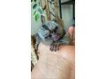 marmoset-monkeys-for-sale-whatsapp-me-at-447418348600-small-1