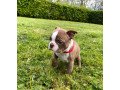 boston-terrier-puppy-for-sale-small-2