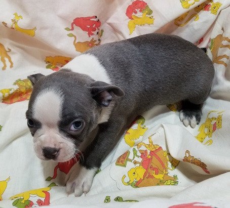 boston-terrier-puppies-for-sale-big-2