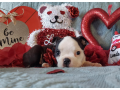 adorable-boston-terrier-puppies-small-1