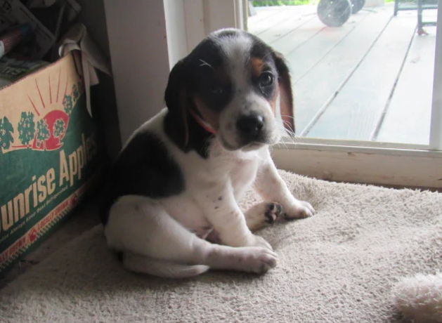 adorable-beagle-puppies-ready-to-go-big-0