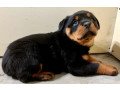 lovely-rottweiler-for-sale-guarantee-small-0