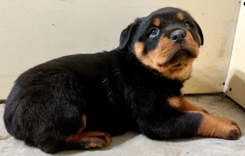 lovely-rottweiler-for-sale-guarantee-big-0