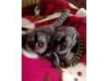 adorable-male-and-female-baby-capuchin-monkeys-for-adoption-small-0