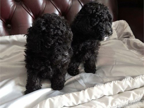 toy-poodle-puppies-big-0