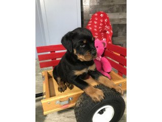 Top Quality Rottweiler Puppies 44)7852715542  Top quality Rottweiler puppies(100% Purebred).