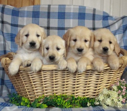 lovely-golden-retriever-puppies-whatsapp-447565118464-big-0