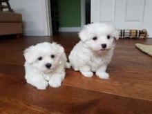 beautiful-male-and-female-maltese-puppies-whatsapp-447565118464-big-0
