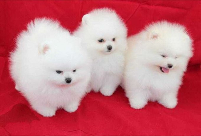 pomeranian-puppies-ready-whatsapp-447565118464-big-0