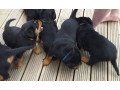 awsome-rottweiler-puppies-whatsapp-447565118464-small-0