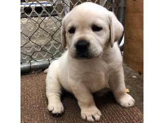 Labrador Retriever Pups For Sale.