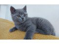 british-short-hair-kittens-for-salewhatsapp-447565118464-small-0