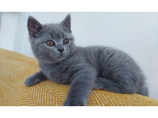 British short hair kittens For Sale.Whatsapp/Viber +48785742139