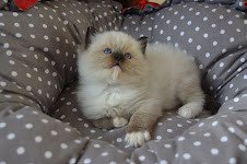 beautiful-ragdoll-kitten-whatsapp-447565118464-big-0