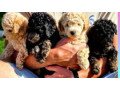 well-trained-male-and-female-poodle-puppies-small-1