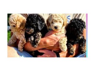 Well Trained Male and female  Poodle Puppies