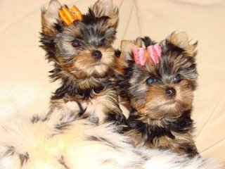 Yorkshire Terrier Puppies For sale