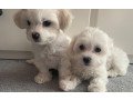 ice-white-maltese-puppies-small-1
