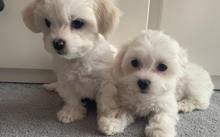 ice-white-maltese-puppies-big-0