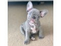 excellent-french-bulldog-puppies-small-2