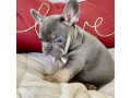 excellent-french-bulldog-puppies-small-0