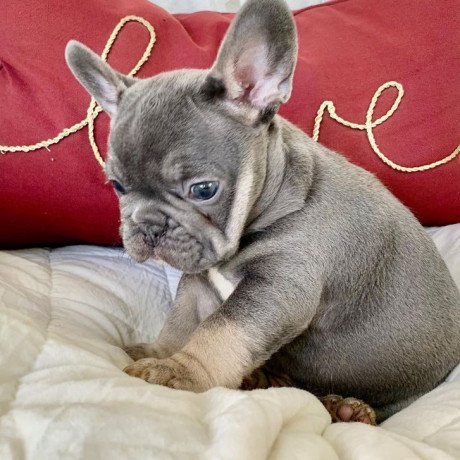 excellent-french-bulldog-puppies-big-0
