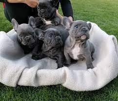 excellent-french-bulldog-puppies-big-3