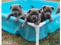 m-f-blue-staff-puppies-ready-to-go-now-small-0
