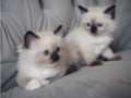quality-ragdoll-kittens-for-re-homing-small-0