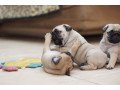well-socialized-purebred-little-pug-puppies-small-2