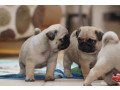 well-socialized-purebred-little-pug-puppies-small-0
