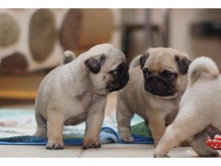 Well Socialized Purebred Little Pug Puppies