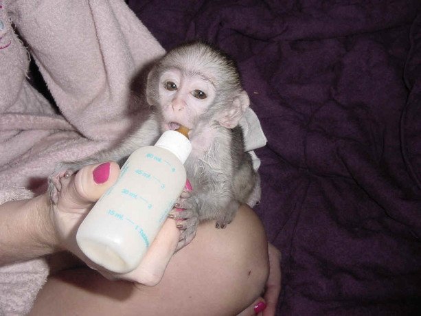 google-approved-diaper-trained-capuchin-marmoset-monkey-big-0