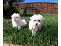 maltese-puppies-for-sale-small-1