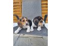 beautiful-beagle-puppies-small-1