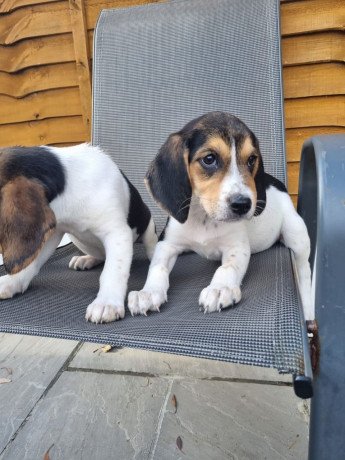beautiful-beagle-puppies-big-2
