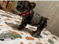 cute-french-bulldog-puppy-for-sale-small-0